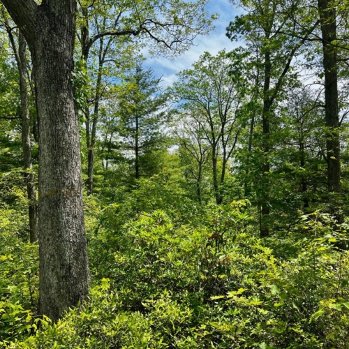 16 Beech Creek Mountain Road